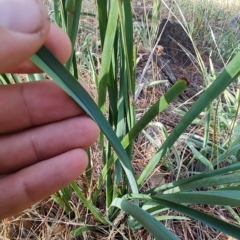 Dianella tarda at Castlemaine, VIC - 26 Feb 2024