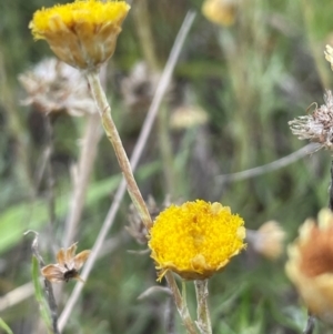 Coronidium gunnianum at Breadalbane, NSW - 24 Feb 2024