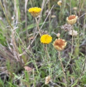 Coronidium gunnianum at Breadalbane, NSW - 24 Feb 2024