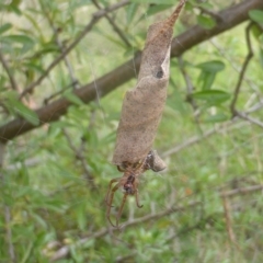 Phonognatha graeffei (Leaf Curling Spider) at Isaacs Ridge - 22 Feb 2024 by Mike