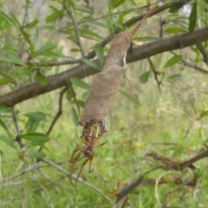 Phonognatha graeffei at Isaacs Ridge NR (ICR) - 23 Feb 2024