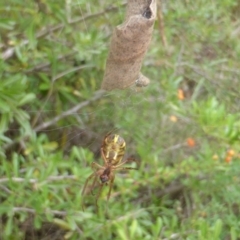 Phonognatha graeffei at Isaacs Ridge NR (ICR) - 23 Feb 2024