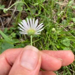 Brachyscome dentata at Black Flat at Corrowong - 11 Dec 2023