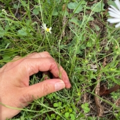 Brachyscome dentata at Black Flat at Corrowong - 11 Dec 2023