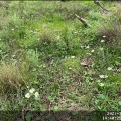 Brachyscome dentata at Black Flat at Corrowong - 11 Dec 2023