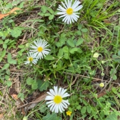 Brachyscome dentata at Black Flat at Corrowong - 11 Dec 2023 02:39 PM