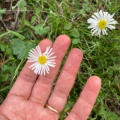 Brachyscome dentata at Black Flat at Corrowong - 11 Dec 2023 02:39 PM