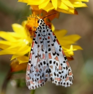 Utetheisa pulchelloides at Undefined Area - 24 Feb 2024 03:18 PM