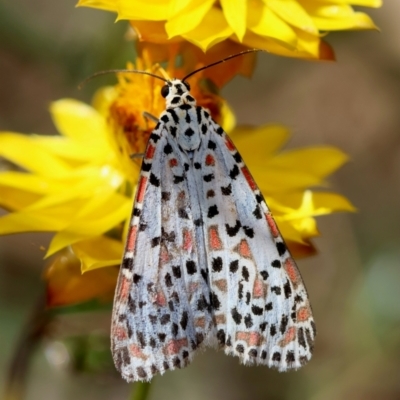 Utetheisa pulchelloides (Heliotrope Moth) at GG98 - 24 Feb 2024 by LisaH