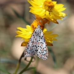 Utetheisa pulchelloides at Undefined Area - 24 Feb 2024 03:18 PM