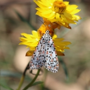 Utetheisa pulchelloides at Undefined Area - 24 Feb 2024 03:18 PM