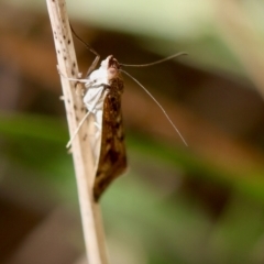 Achyra affinitalis (Cotton Web Spinner) at Hughes, ACT - 24 Feb 2024 by LisaH