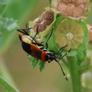 Dindymus versicolor at Red Hill to Yarralumla Creek - 23 Feb 2024