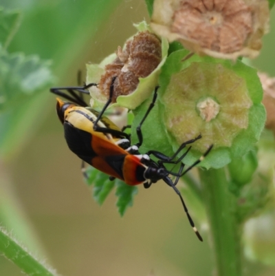 Dindymus versicolor (Harlequin Bug) at Red Hill to Yarralumla Creek - 22 Feb 2024 by LisaH