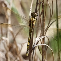 Orthetrum caledonicum (Blue Skimmer) at Red Hill to Yarralumla Creek - 23 Feb 2024 by LisaH