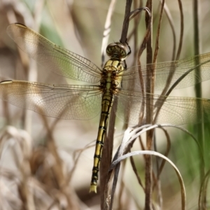 Orthetrum caledonicum at Red Hill to Yarralumla Creek - 23 Feb 2024