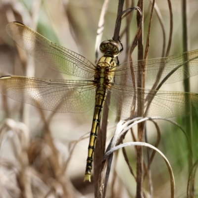 Orthetrum caledonicum (Blue Skimmer) at Red Hill to Yarralumla Creek - 22 Feb 2024 by LisaH