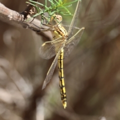 Orthetrum caledonicum at Red Hill to Yarralumla Creek - 23 Feb 2024