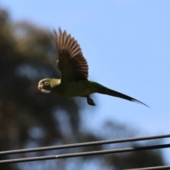 Polytelis swainsonii (Superb Parrot) at Hughes, ACT - 22 Feb 2024 by LisaH