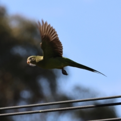 Polytelis swainsonii (Superb Parrot) at Hughes, ACT - 22 Feb 2024 by LisaH