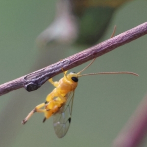 Xanthopimpla sp. (genus) at Red Hill Nature Reserve - 24 Feb 2024