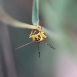 Xanthopimpla sp. (genus) at Red Hill Nature Reserve - 24 Feb 2024