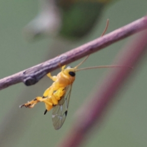 Xanthopimpla sp. (genus) at Red Hill Nature Reserve - 24 Feb 2024