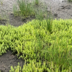 Myriophyllum crispatum at Breadalbane, NSW - 24 Feb 2024 03:11 PM