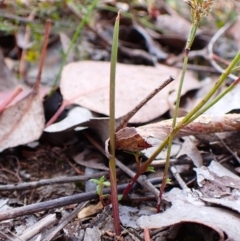 Lyperanthus suaveolens (Brown Beaks) at Aranda Bushland - 24 Feb 2024 by CathB