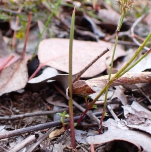 Lyperanthus suaveolens at Aranda Bushland - 25 Feb 2024