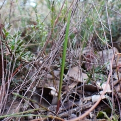 Lyperanthus suaveolens at Aranda Bushland - 25 Feb 2024