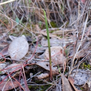 Lyperanthus suaveolens at Aranda Bushland - 25 Feb 2024