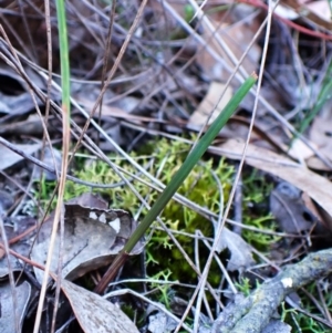 Lyperanthus suaveolens at Aranda Bushland - suppressed