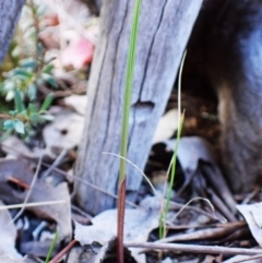 Lyperanthus suaveolens at Aranda Bushland - suppressed