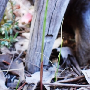 Lyperanthus suaveolens at Aranda Bushland - 25 Feb 2024