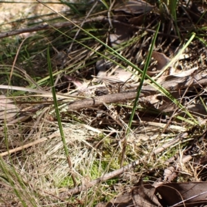 Lyperanthus suaveolens at Point 4081 - 25 Feb 2024