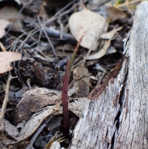 Lyperanthus suaveolens at Point 4081 - 25 Feb 2024