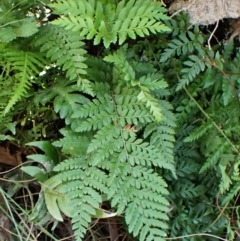 Polystichum proliferum (Mother Shield Fern) at Aranda, ACT - 24 Feb 2024 by CathB