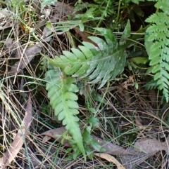 Blechnum cartilagineum (Gristle Fern) at Aranda Bushland - 25 Feb 2024 by CathB