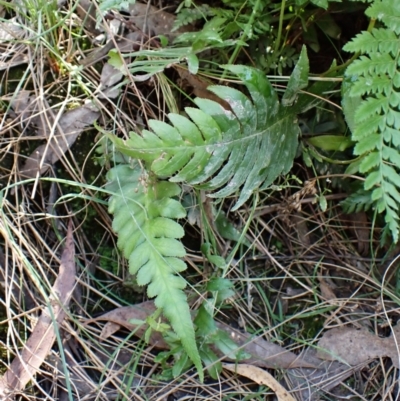 Blechnum cartilagineum (Gristle Fern) at Aranda, ACT - 24 Feb 2024 by CathB