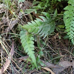 Blechnum cartilagineum at Aranda Bushland - 25 Feb 2024