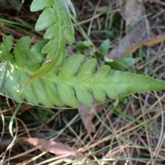 Blechnum cartilagineum at Aranda Bushland - 25 Feb 2024