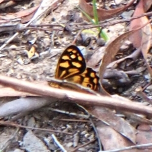 Heteronympha paradelpha at Aranda Bushland - 25 Feb 2024 11:03 AM