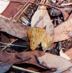 Heteronympha paradelpha at Aranda Bushland - 25 Feb 2024 11:03 AM