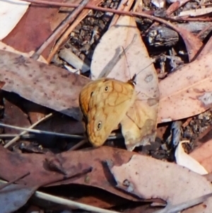 Heteronympha paradelpha at Aranda Bushland - 25 Feb 2024