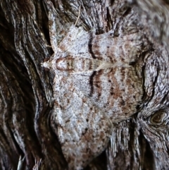 Didymoctenia exsuperata (Thick-lined Bark Moth) at Point 4152 - 24 Feb 2024 by CathB