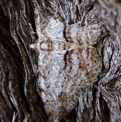 Didymoctenia exsuperata (Thick-lined Bark Moth) at Aranda, ACT - 24 Feb 2024 by CathB