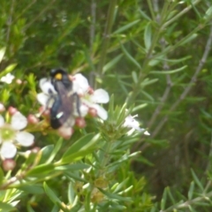 Leioproctus (Leioproctus) irroratus (Yellow-shouldered Bee) at Isaacs Ridge and Nearby - 24 Feb 2024 by Mike