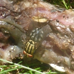 Oxysarcodexia varia (Striped Dung Fly) at Isaacs, ACT - 24 Feb 2024 by Mike