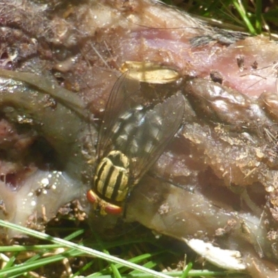 Oxysarcodexia varia (Striped Dung Fly) at Isaacs, ACT - 24 Feb 2024 by Mike